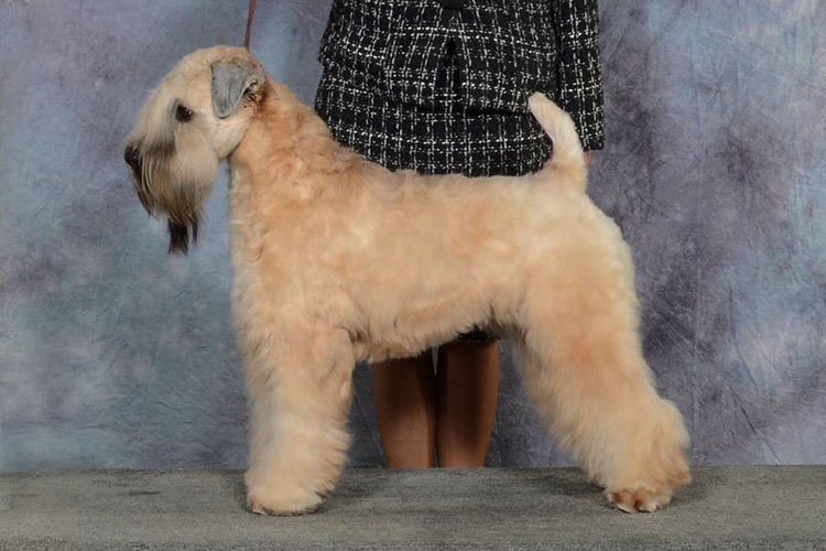 Our Brooke - Wheatnbrooks Tailor Made for Erinisle